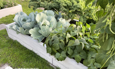 ogród warzywny w skrzyniach, skrzynie na warzywa z betonu, podwyższone grządki, ogród warzywny, warzywnik, warzywnik betonowy, warzywniki betonowe