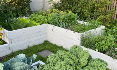 skrzynie na warzywa w ogrodzie, ogród warzywny